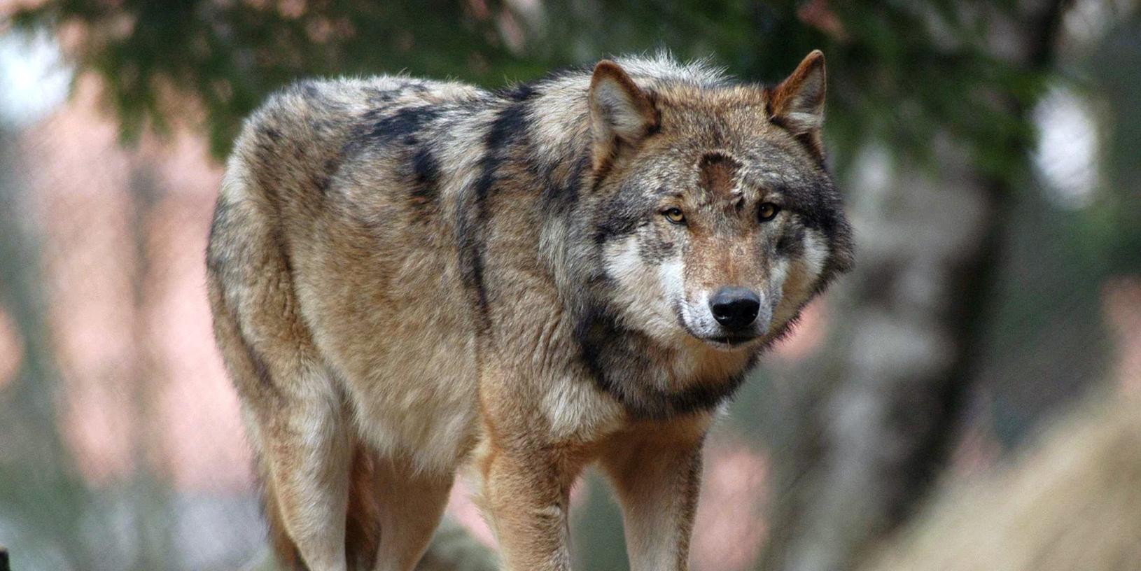 Auch in Bayern steigt die Zahl der Wölfe im Moment wieder.