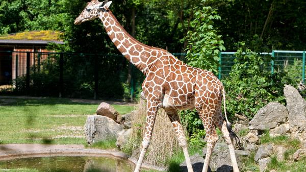 Im Alter von 10 Jahren wurde der Giraffenbulle Leon am 22. März 2019 tot in seinem Stall aufgefunden. Schon seit Jahren hatte das Tier unter Huf- und Verdauungsproblemen gelitten, in der jüngeren Vergangenheit kamen außerdem noch Bewegungsstörungen und Hautveränderungen hinzu.