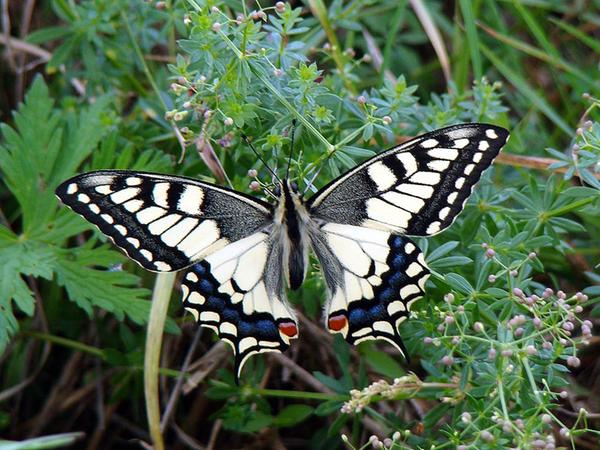 Häufiger Gast entlang des Wanderweges: Schmetterling.