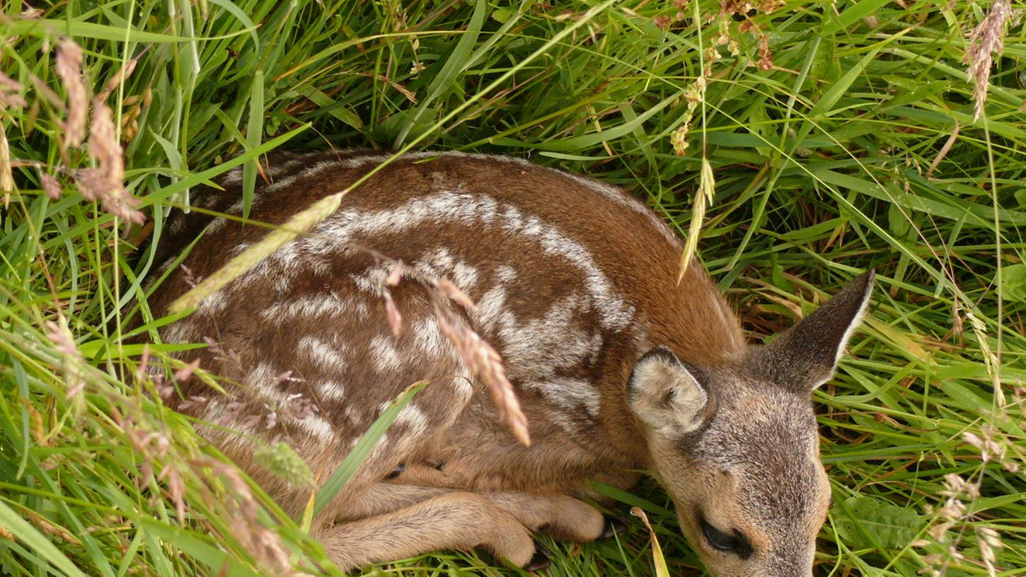 Rettung für die Rehe Rettung für die Rehe