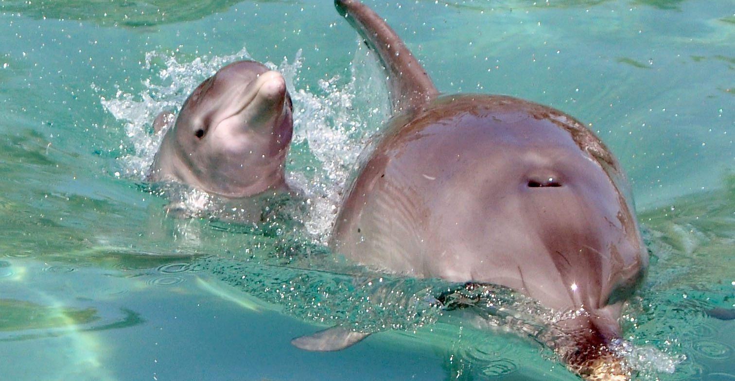 Überraschend und plötzlich starb im Duisburger Zoo ein Delfinbaby.(Symbolbild)