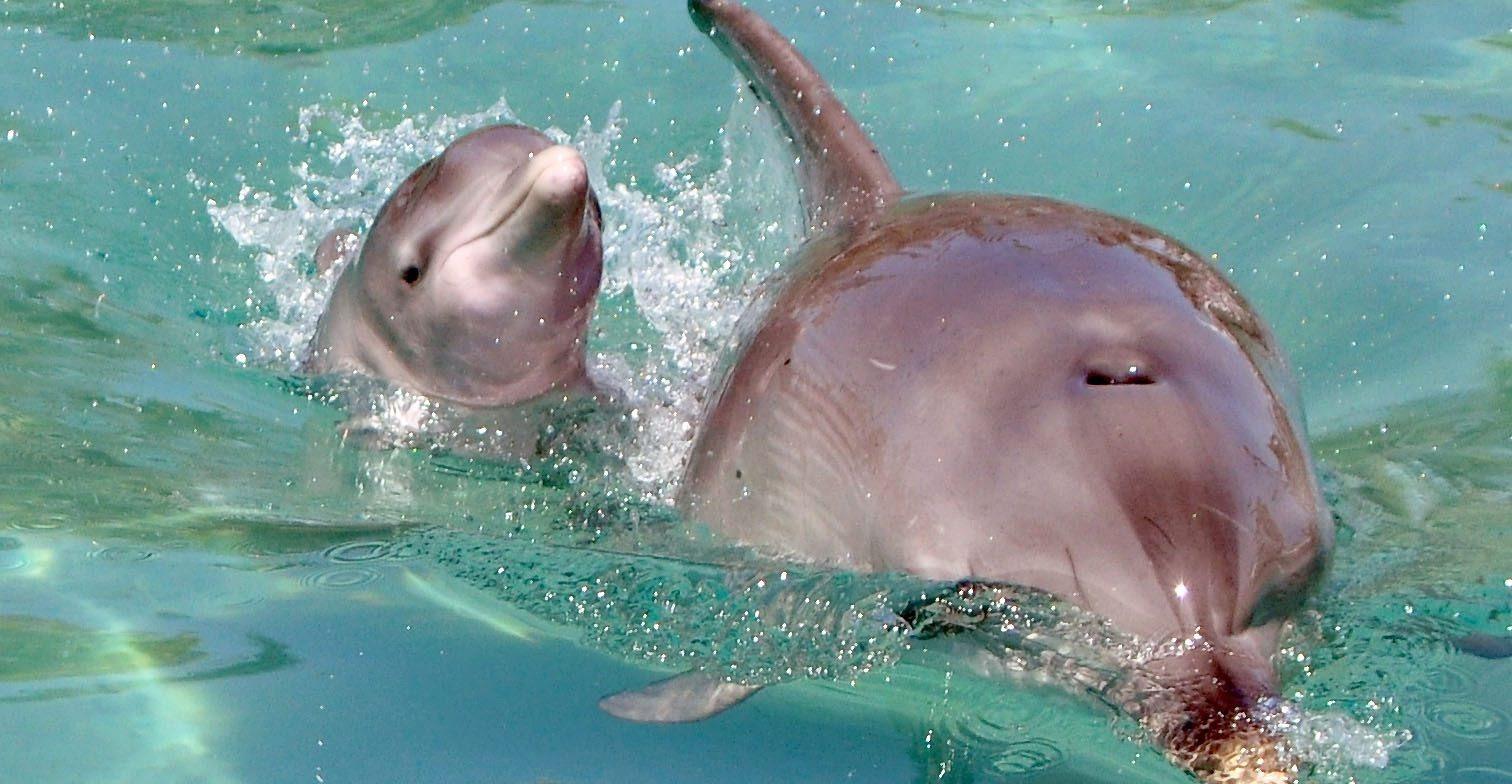 Überraschend und plötzlich starb im Duisburger Zoo ein Delfinbaby.(Symbolbild) Überraschend und plötzlich starb im Duisburger Zoo ein Delfinbaby.(Symbolbild)
