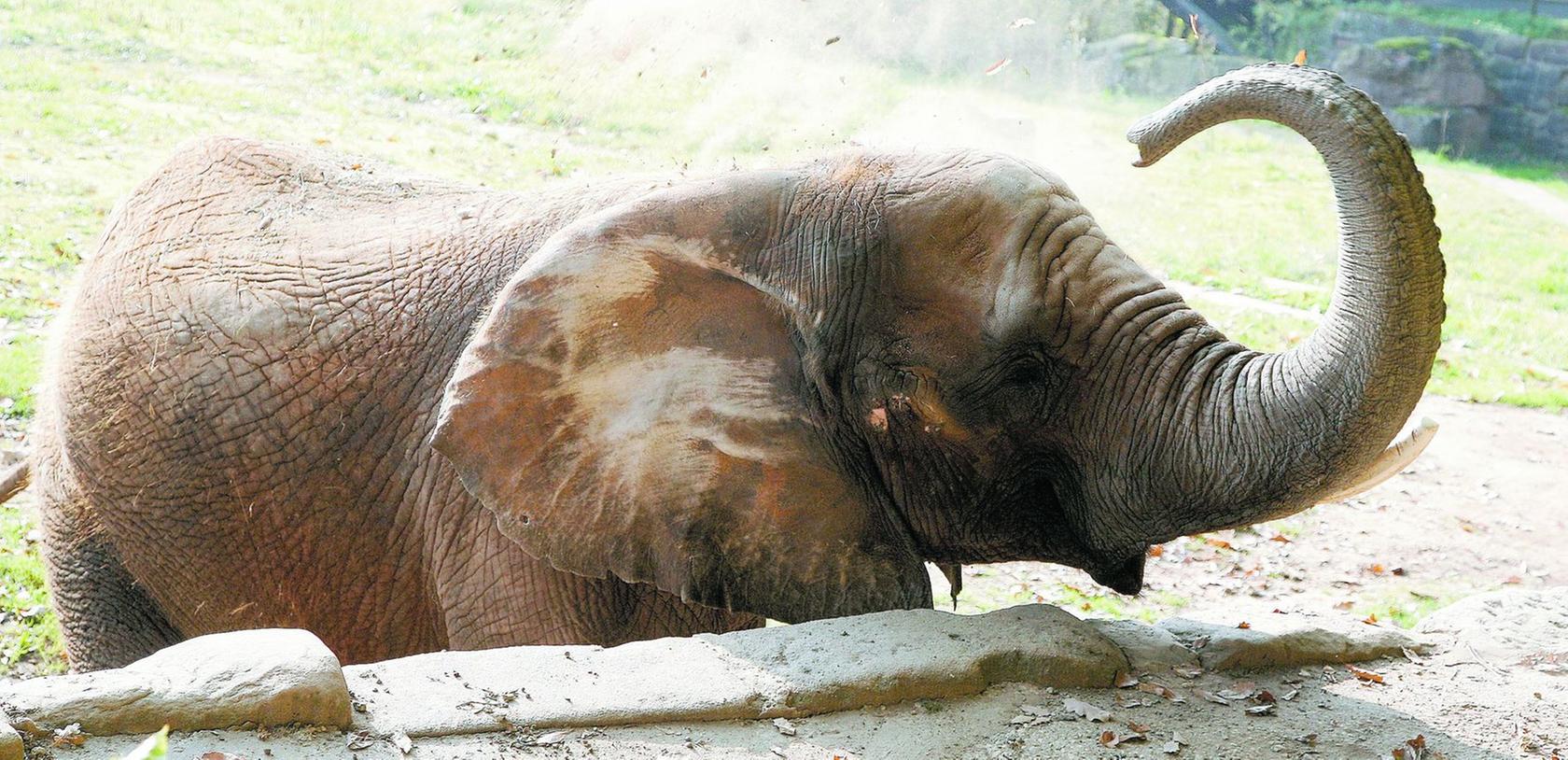 Tiergarten: Träume von der Elefanten-Rückkehr