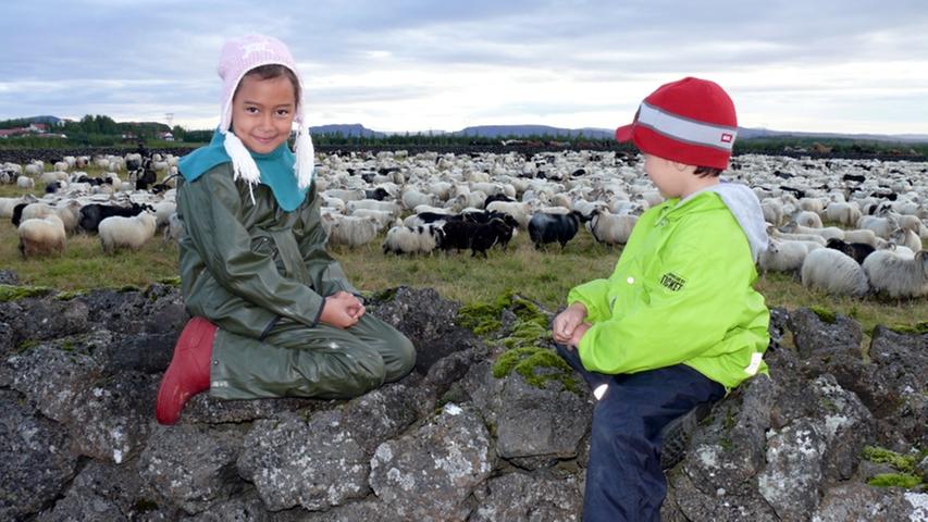 Schafe stehen auf ihrer Weide inmitten der baumlosen Landschaft. In Island scheint an manchen Orten die Zeit stehen geblieben.