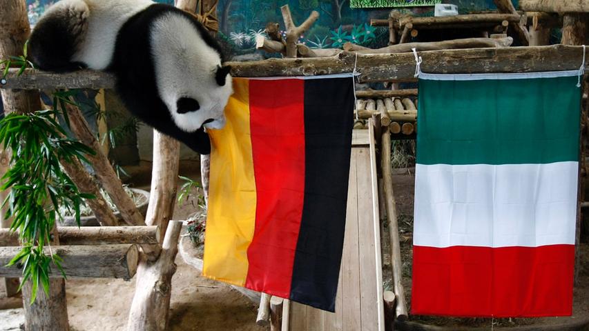 Die Erben der verstorbenen Krake Paul, der bei der WM 2010 nahezu alle Spielausgänge richtig vorhersagt hatte, haben bei der EM in Polen und der Ukraine Hochkonjunktur - und Ahnung von Fußball. In diesem Sinne: Gut gemacht, Lin Ping! Die Pandabärin, die im Chiang-Mai-Zoo im Norden Thailands zuhause ist, schnappt sich die deutsche Flagge. Das bedeutet, dass die DFB-Auswahl im Halbfinale gegen Italien das Endspiel-Ticket löst.