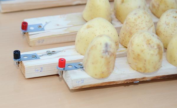 Wie aus 1600 Kartoffeln ein Weltrekord wird
