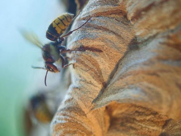 Hornissen Im Rollokasten Was Tun Schwabach Nordbayern De