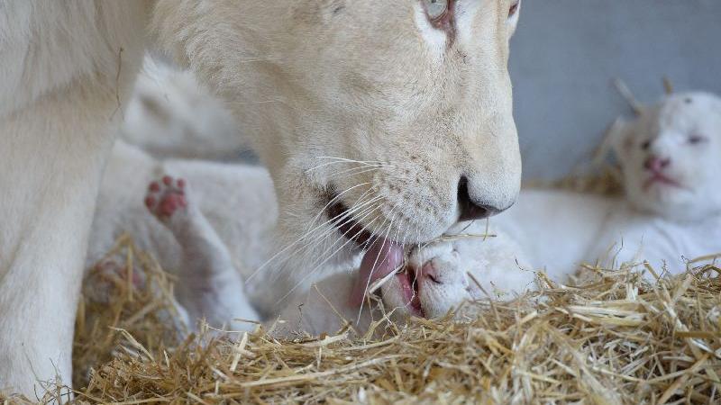 Löwen-Mama Princess leckt eines ihrer sechs weißen Löwenbabys im Stroh.
