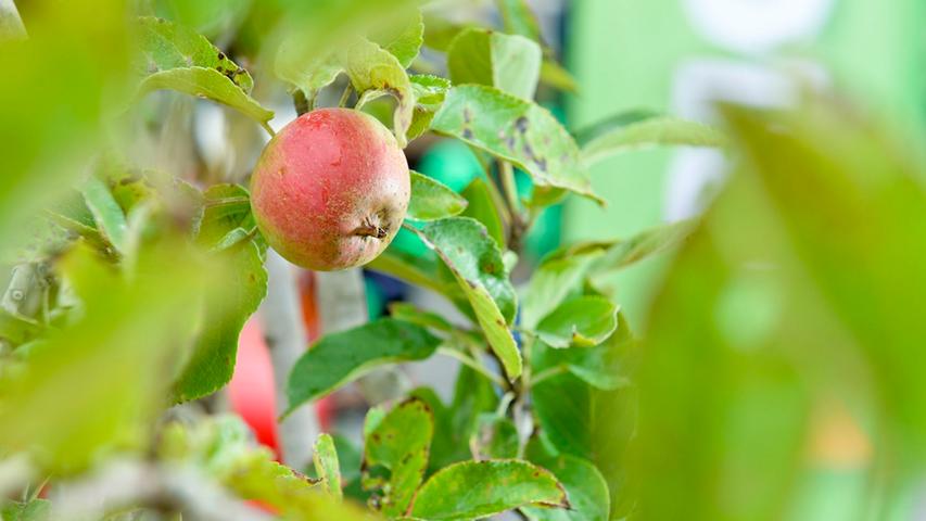 Den Apfel mitten in der Stadt direkt vom Baum pflücken - so etwas gibt es nur auf dem "Bio erleben"-Markt in Nürnberg.