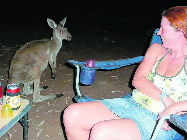 Überraschender Besuch am späten Abend: Ein Känguru schaut am Campingtisch vorbei, um sich etwas Essbares zu stibitzen.