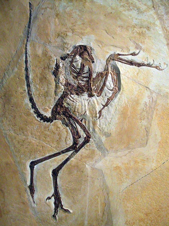 Legendärer Urahn der Vögel: Ein versteinertes Exemplar des Archaeopteryx ist, neben anderen fossilen Funden, im Bürgermeister-Müller-Museum in Solnhofen zu sehen.