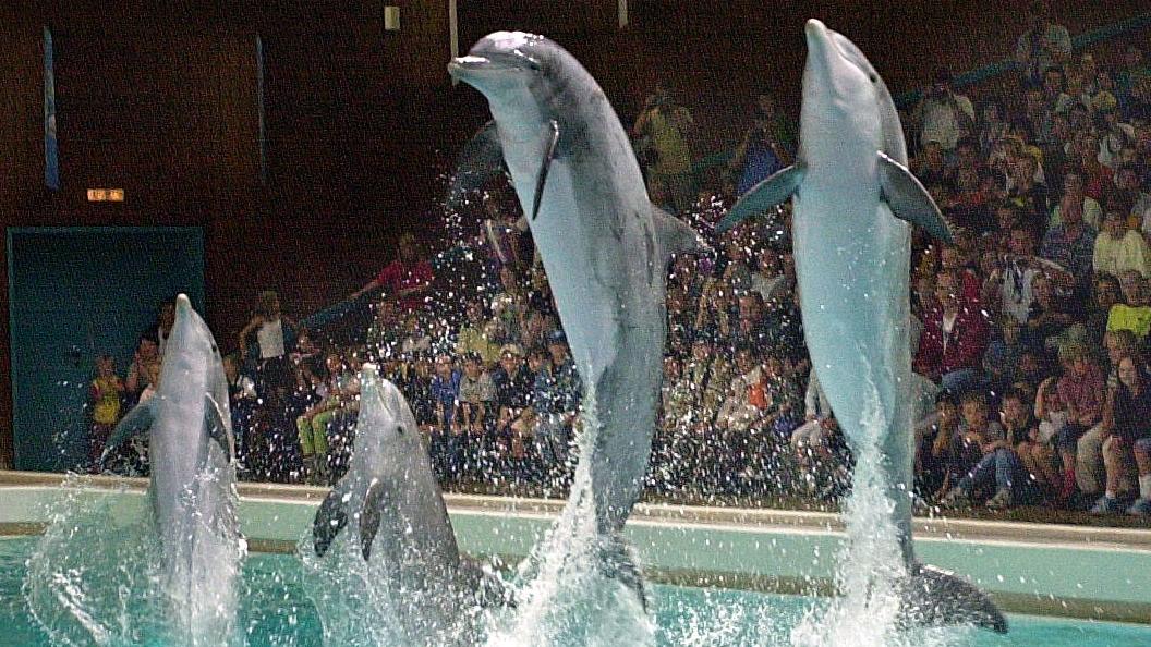Delfine bei einer Show im Nürnberger Delfinarium - Tiergartendirektor Dag Encke betont den guten Zustand der Tiere. Delfine bei einer Show im Nürnberger Delfinarium - Tiergartendirektor Dag Encke betont den guten Zustand der Tiere.