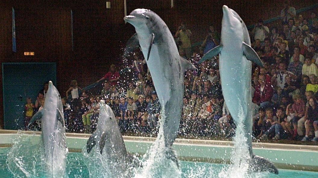 Delfine bei einer Show im Nürnberger Delfinarium - Tiergartendirektor Dag Encke betont den guten Zustand der Tiere.