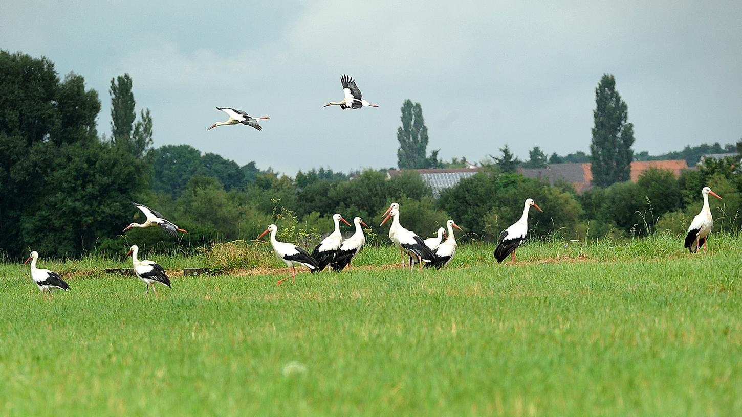 Storch amol: Vogel-Palaver im Fürther Wiesengrund