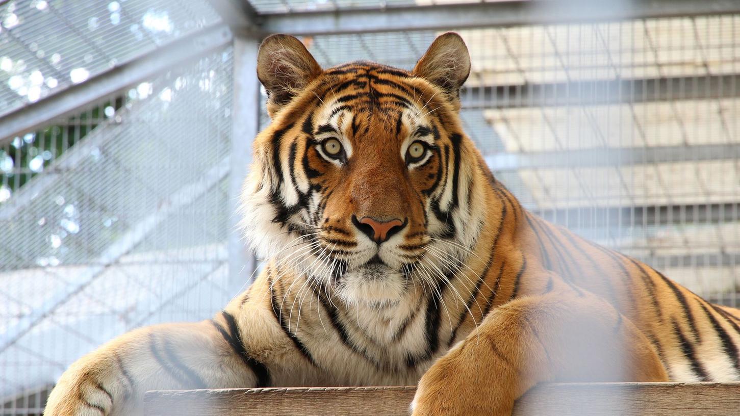 Mehrere Tiger leben im Raubtier- und Exotenasyl in Ansbach. Für sie könnte es jetzt eng werden.