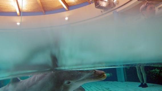 Neue Hebebühne: Delfine im Tiergarten sind jetzt "oben auf"