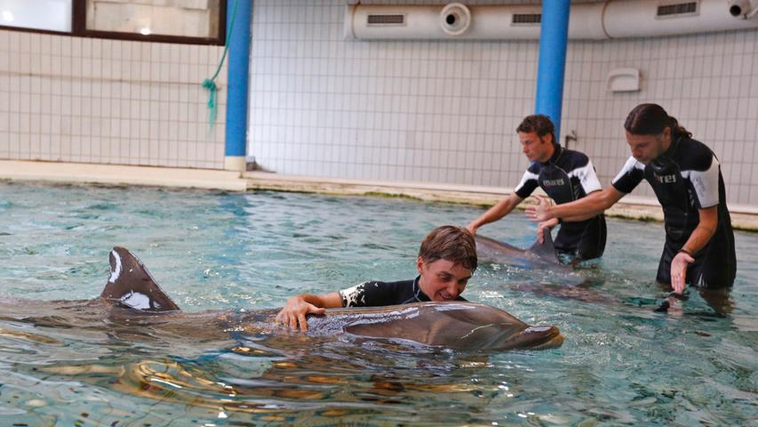Bei untrainierten Delfinkälbern hilft da die neue Hebebühne. Das Tier wird so direkt unter die Wasseroberfläche befördert, wo Pfleger oder Tierarzt es behandeln oder untersuchen können.