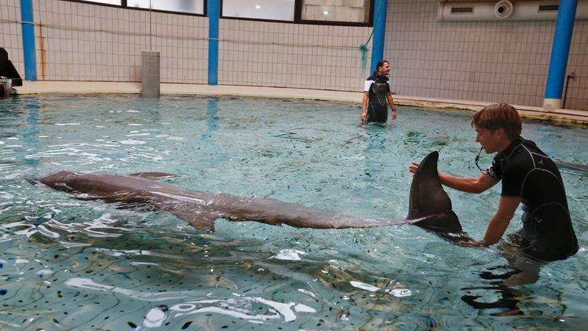Auch bei den Delfinen sind regelmäßige Gesundheitschecks erforderlich. Besonders bei Kälbern müssen beispielsweise die Blutwerte kontrolliert werden.