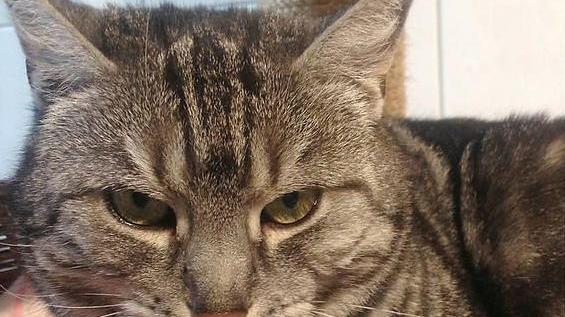 Beate Zschäpes Katze reagiert aggressiv auf Fremde. Beate Zschäpes Katze reagiert aggressiv auf Fremde.