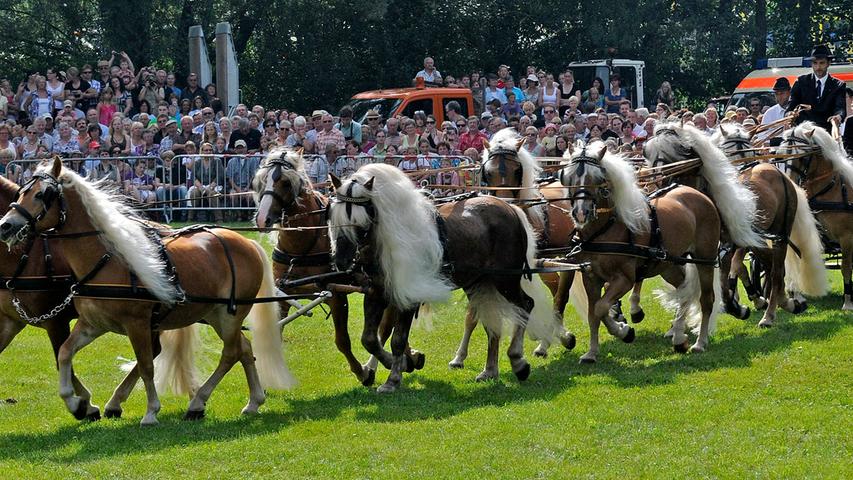 Heiße Pferde-Show auf dem Volksfest