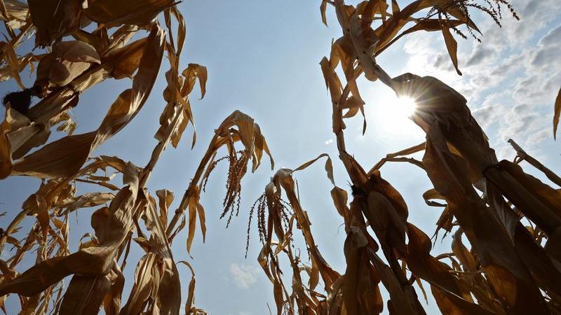 Eine Trockenheit macht den Landwirten in Franken schwer zu schaffen. Doch noch ist die Situation nicht allzu kritisch.