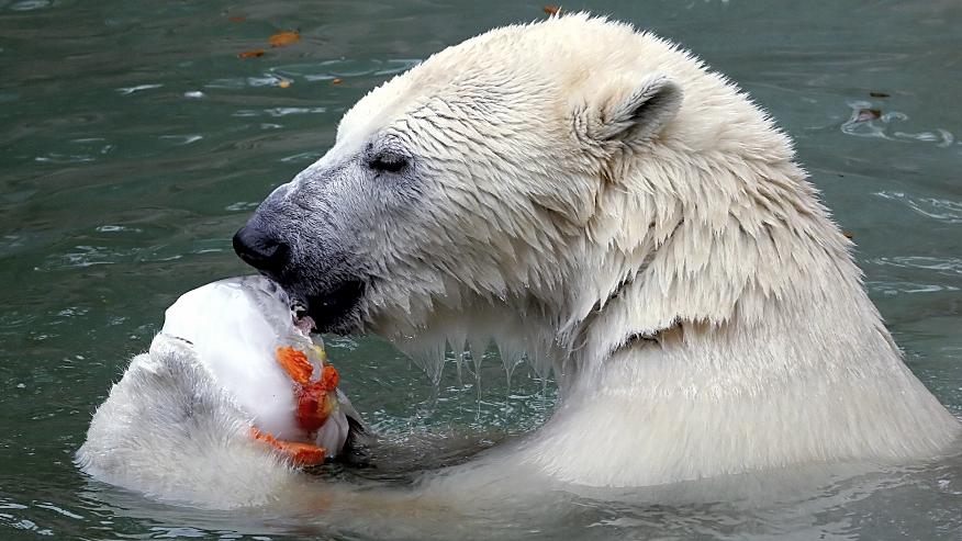 Zootiere haben mit der Hitze kaum Probleme