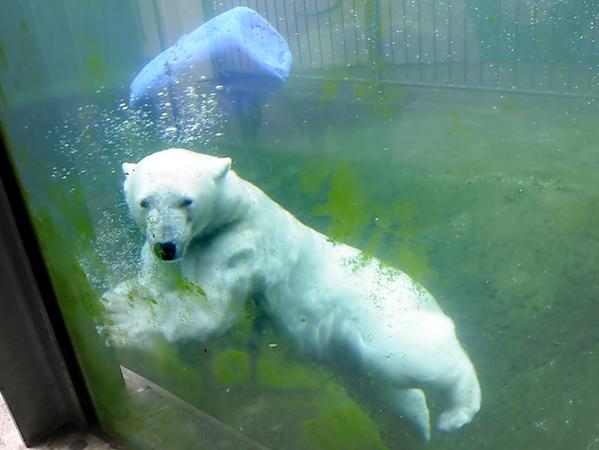 Zootiere haben mit der Hitze kaum Probleme
