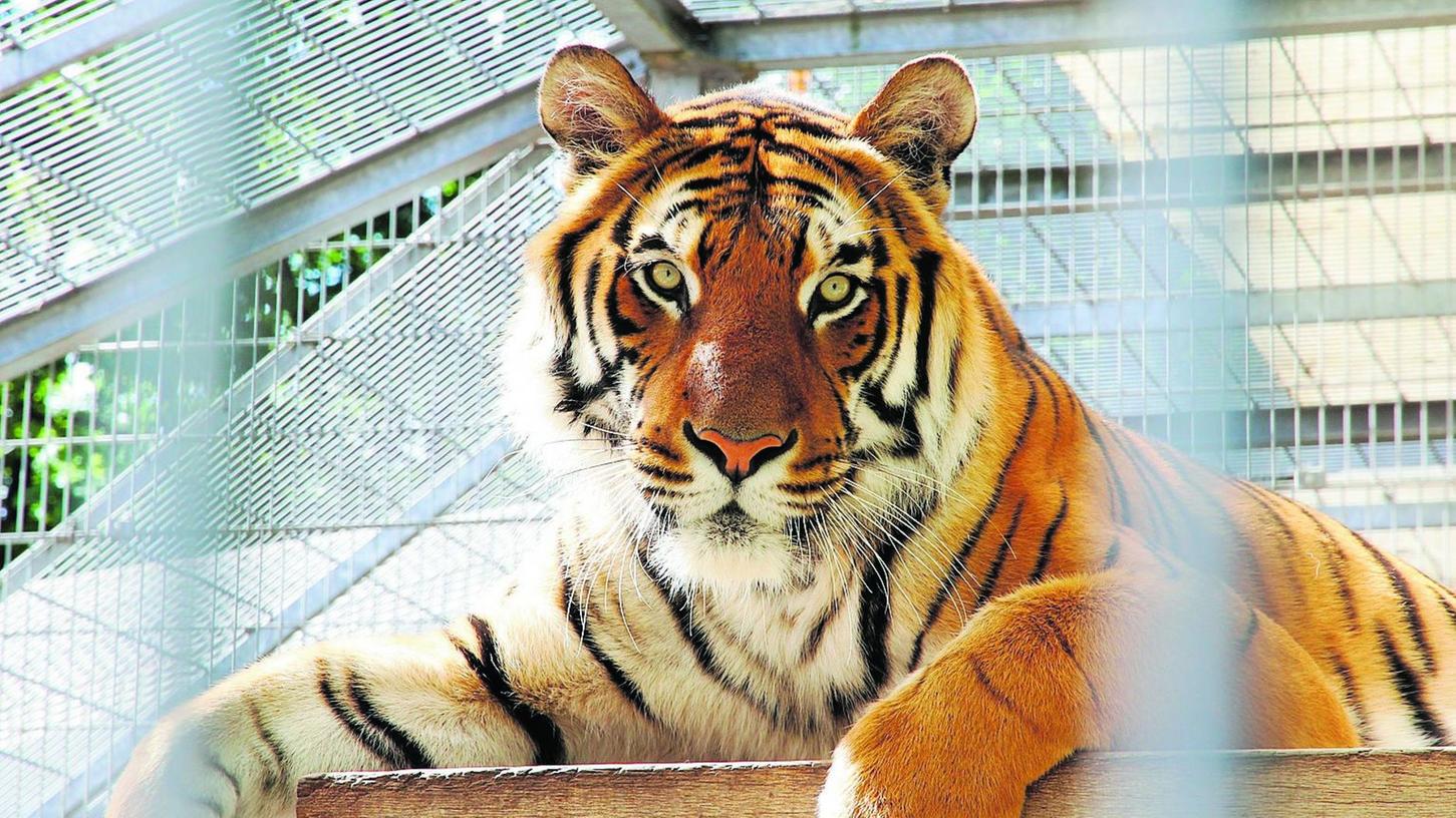 Mit tierisch trägen Tigern auf Tuchfühlung