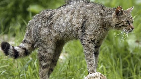 Die Wildkatze: extrem scheu, gut getarnt und extrem selten