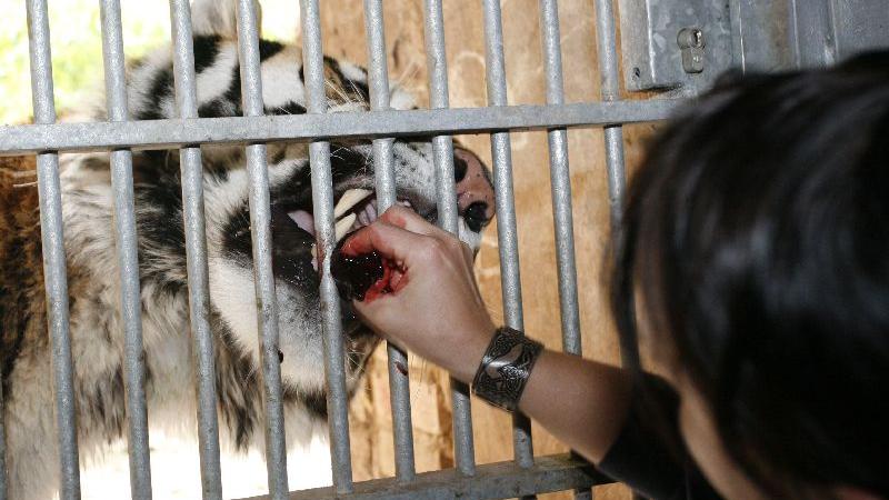 Im Wohnzimmer der Raubtiere: Besuch bei den Tigern im Tiergarten