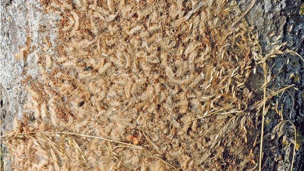So sehen die Nester mit Raupenhüllen aus. Unlängst musste das Bayerische Rote Kreuz bei "Rock im Park" 200 Mal wegen der allergieauslösenden Raupe ausrücken. Vor allem im Frühjahr kann "Thaumetopoea processionea" ganze Eichenbestände kahlfressen.