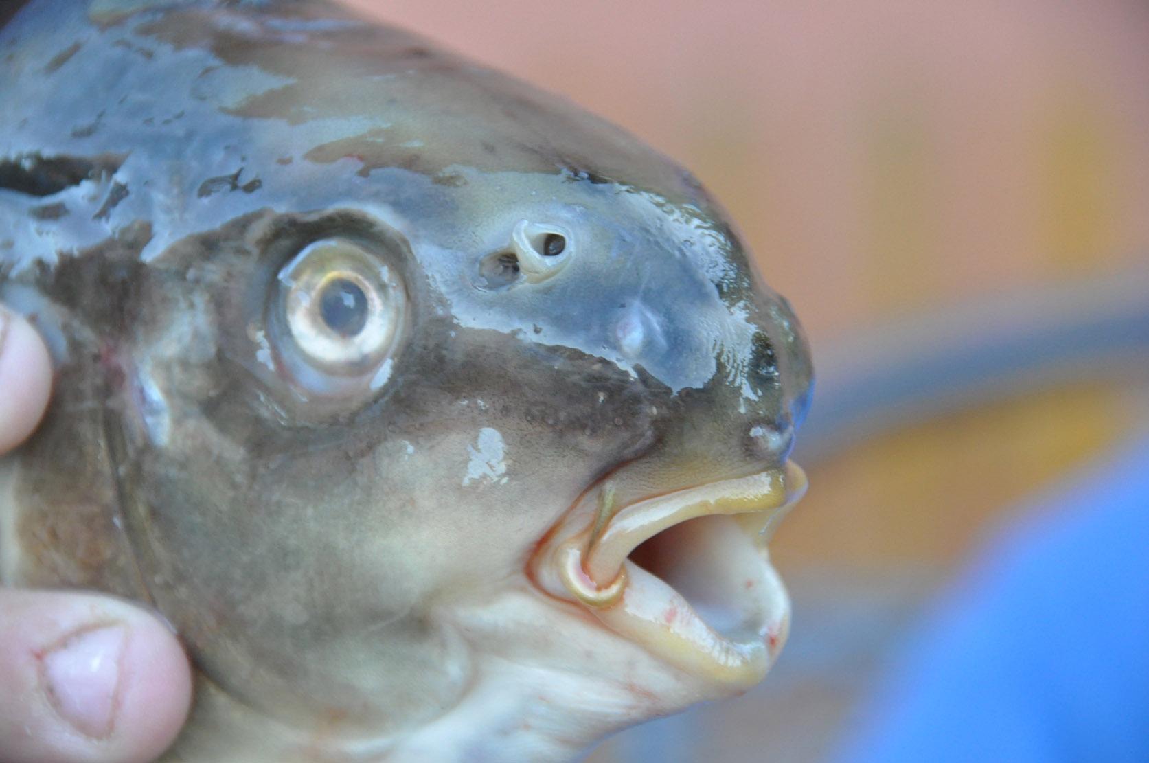 In die Schlagzeilen geriet 2009 eine Gruppe chinesischer Männer. Sie veröffentlichten auf Youtube ein Video, in dem sie einen lebendigen Karpfen verspeisten. Das leidende Tier kämpfte auf dem Teller während der Mahlzeit verzweifelt um sein Leben. Das Video löste einen Skandal aus, der bis nach Deutschland überschwappte. Viele Tierfreunde und sogar erboste Veterinäre kritisierten hierzulande das Verhalten der jungen Männer aufs Schärfste als Tierquälerei.