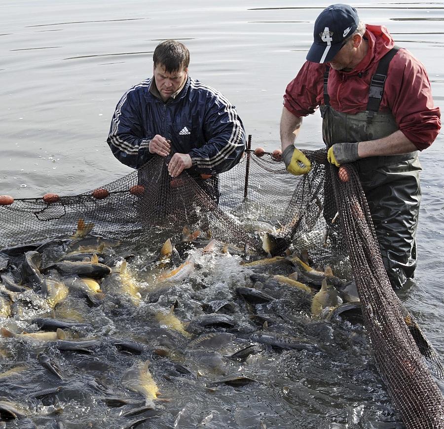 Karpfenzucht in der Oberpfalz zuhause Nordbayern