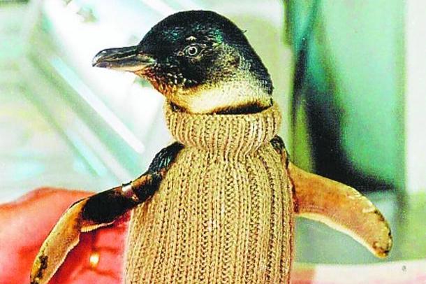 Nein, das Wort Pinguin gibt es selbstverständlich noch. Aber die Zeiten, in denen man den hübschen Pullover, den der Vogel hier trägt, Überschwupper genannt hat, sind definitiv vorbei. 