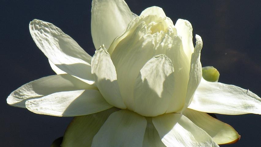 Wenn es dunkel wird, öffnet sich die Blüte und erstrahlt in weiß. Sie verströmt dann einen Duft, der an Ananas erinnert. Durch die Wärme und diesen Geruch...