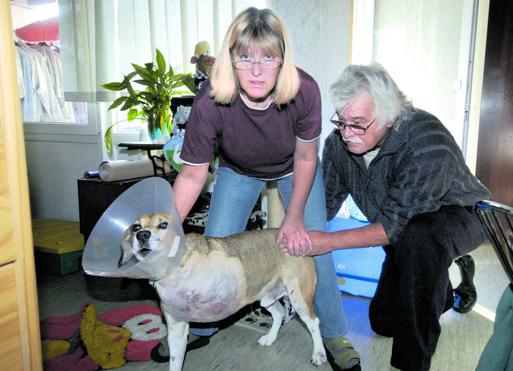 Opossum Heidi schielt und schläft im neuen Heim Panorama Nordbayern