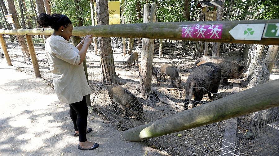 Schweine Im Gluck Furth Nordbayern De