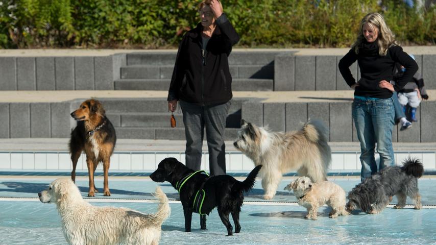 Denn der erste Bamberger Hundebadetag war ein voller Erfolg und lockte zahlreiche Menschen mit ihren vierbeinigen Freunden an.
