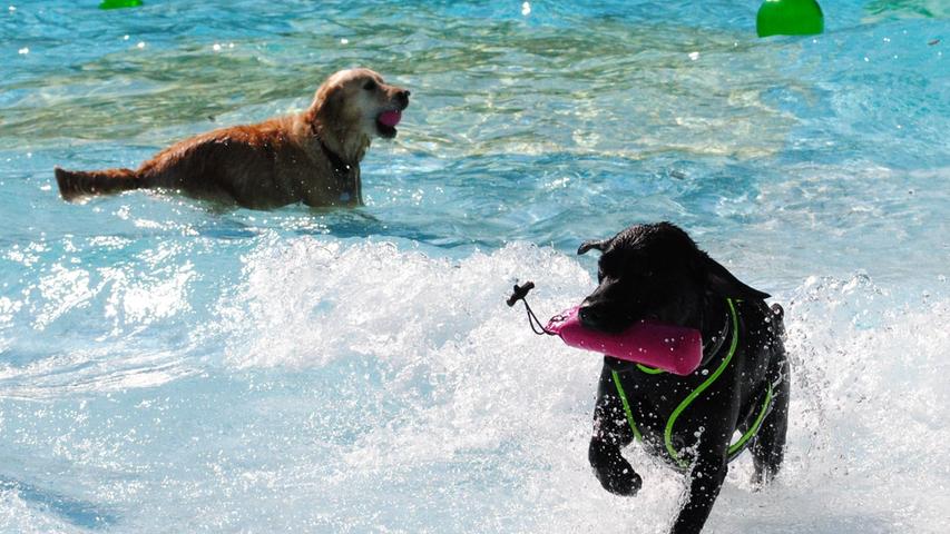 "Wir müssen draußen bleiben": Diese Regel für Hunde hebelte das Bamberger Freibad am Freitag zum ersten Mal aus und öffnete seine Türen zum Saisonabschluss für die vierbeinigen Badegäste der besonderen Art.