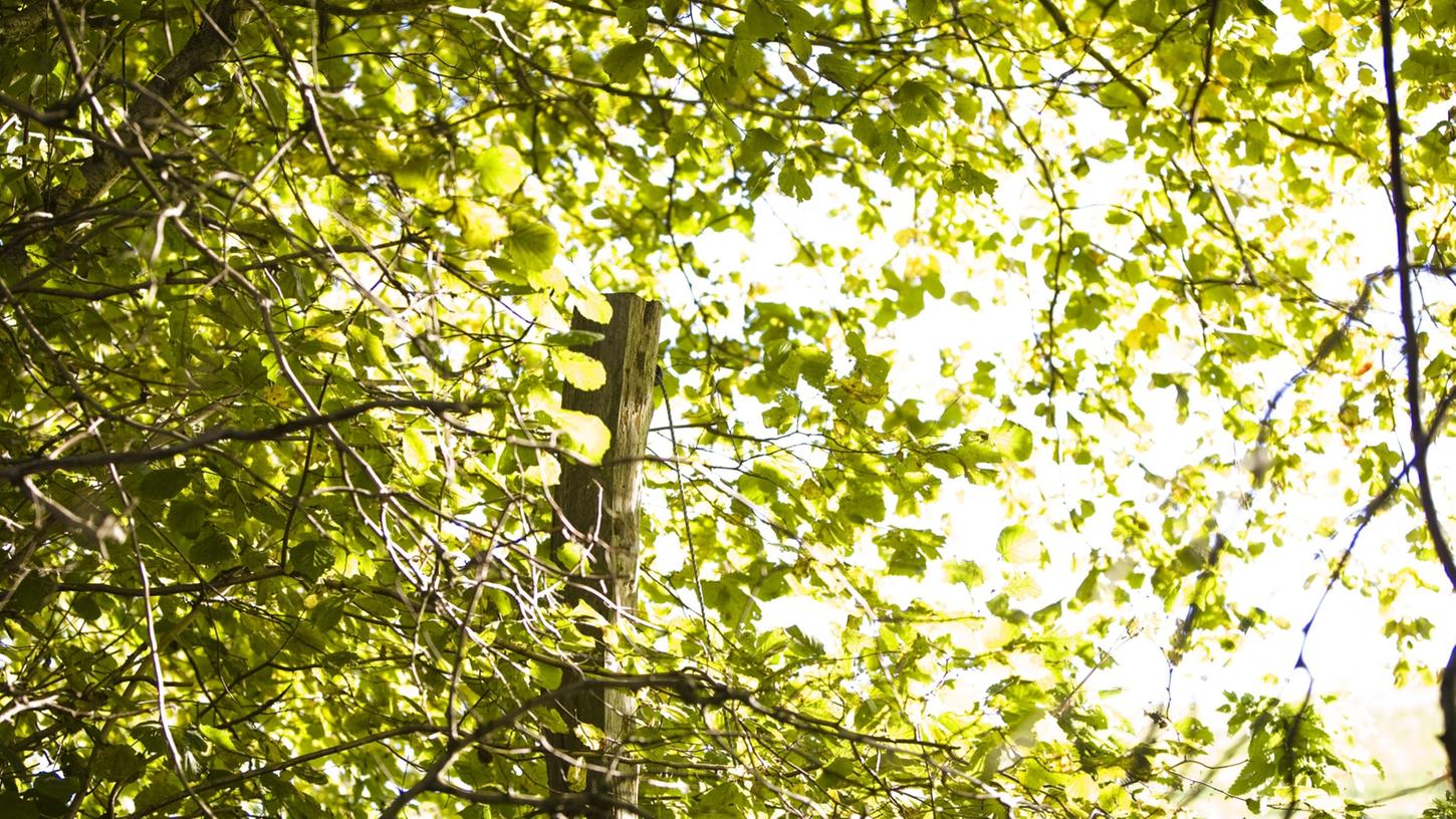 Wald ist wichtig für ein stabiles Klima. Ein Generationenwald könnte ein kleiner Beitrag sein, sagt die CSU.