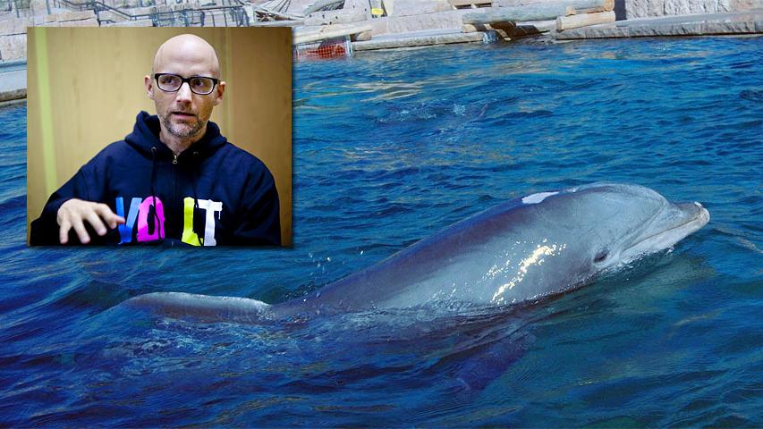 Sänger Moby kämpft für Delfin Moby