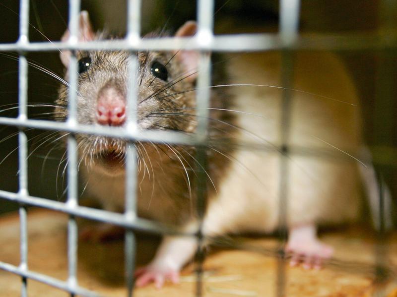 Nager Alarm Wie Nurnberg Gegen Ratten Kampft Nurnberg Nordbayern De