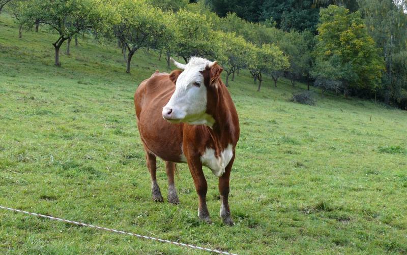 Hutanger-Kühe im Wengleinpark suchen Paten