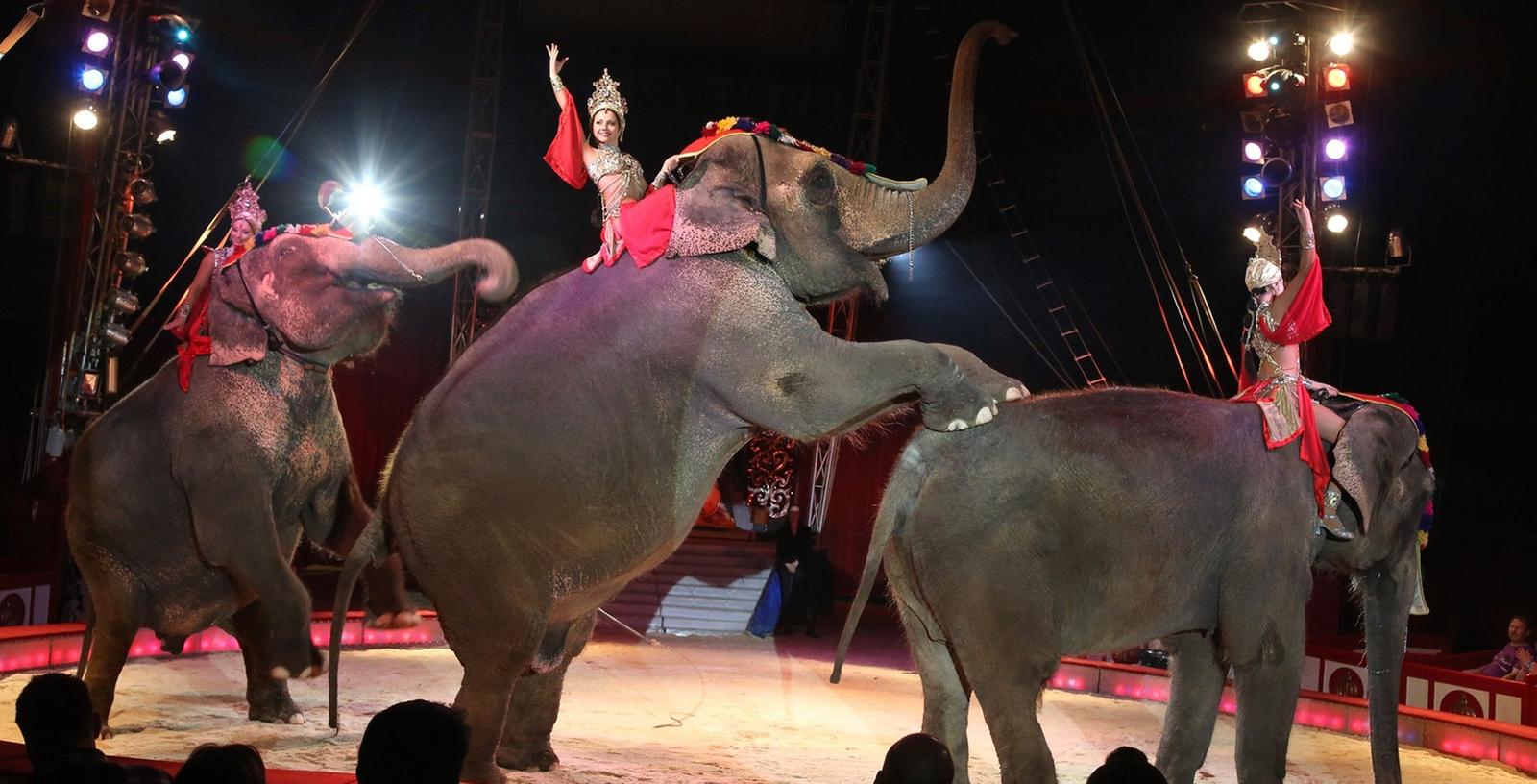 Dressierte Elefanten gehören zu den Hauptattraktionen in der Manege des Circus Krone, hier bei einem Gastspiel in Neumarkt.