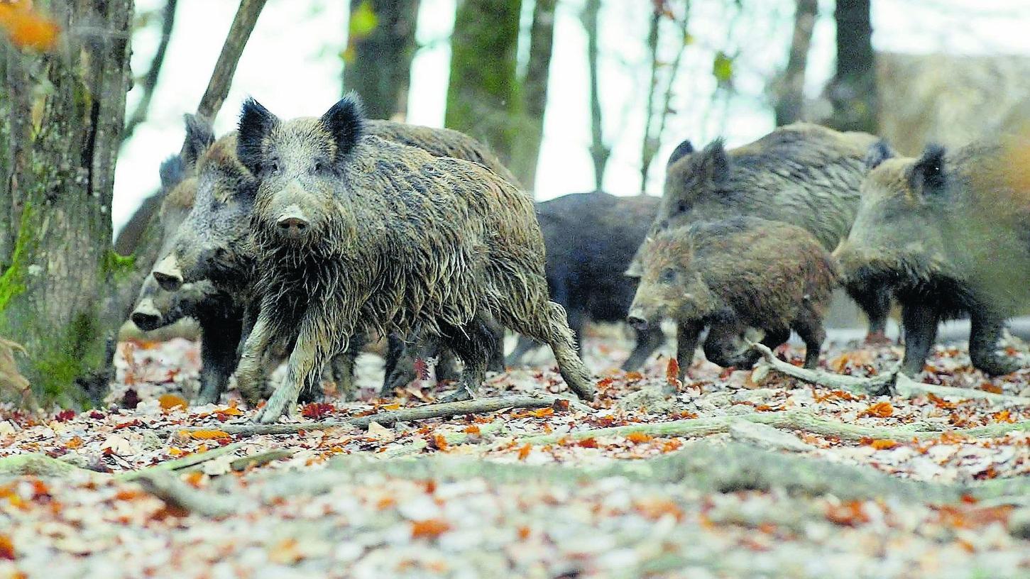 Immer mehr Wildschweine sind in unseren Wäldern unterwegs. Dadurch steigt die Gefahr, dass die Afrikanische Schweinepest auch nach Bayern eingeschleppt werden könnte.