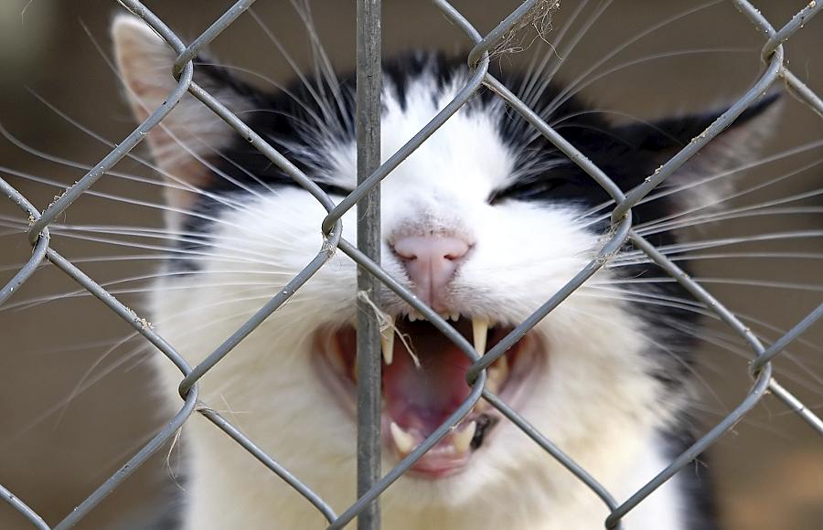 Tierfänger auf der Jagd nach Katzen? Tierfänger auf der Jagd nach Katzen?