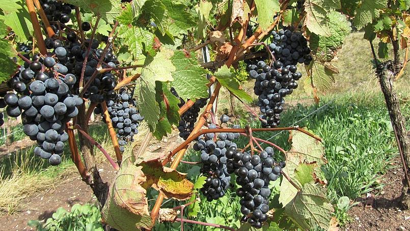 Im Weinberg von der Spätlese träumen Im Weinberg von der Spätlese träumen