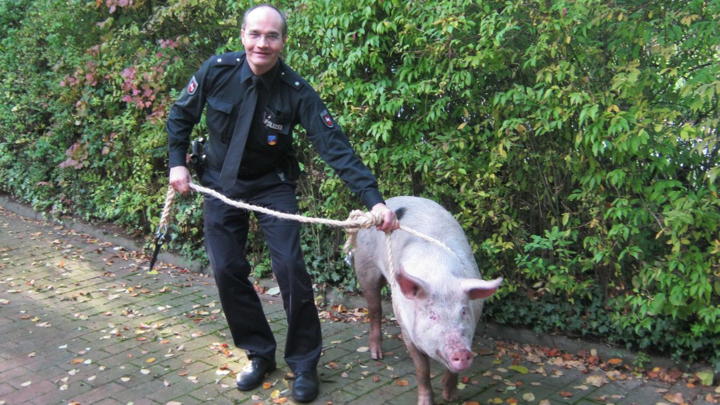 Polizisten nehmen Schweine 