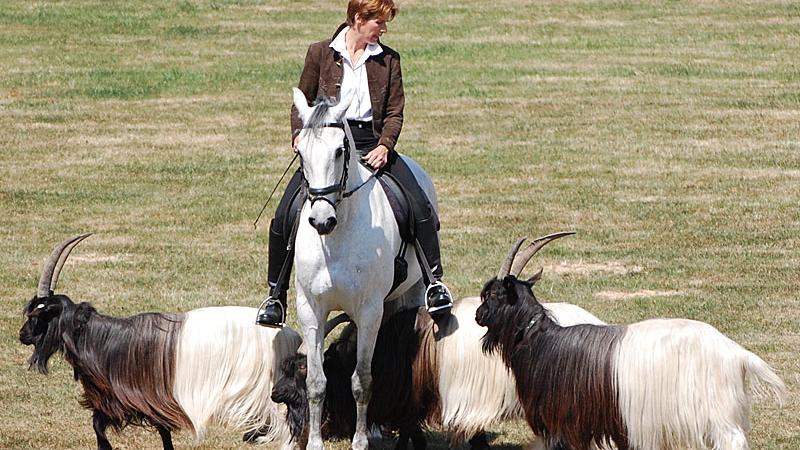 Anne Krüger ist sowohl Meisterin der Pferde-, Hunde- wie auch der Ziegendressur. Auf der Consumenta will sie mit ihrer Show „Harmonie in schwarz und weiß“ die Besucher faszinieren.