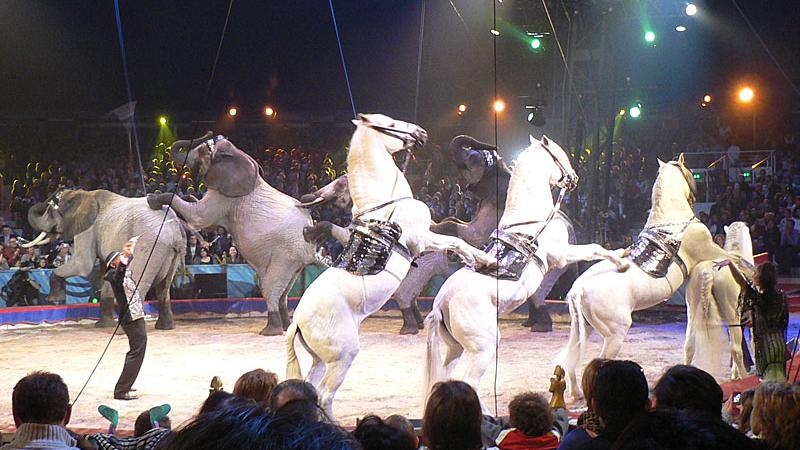 Vier Elefanten und vier Pferde sind bei der preisgekrönten
 Tierdressur der deutschen Zirkusfamilie Casselly zu bestaunen.
